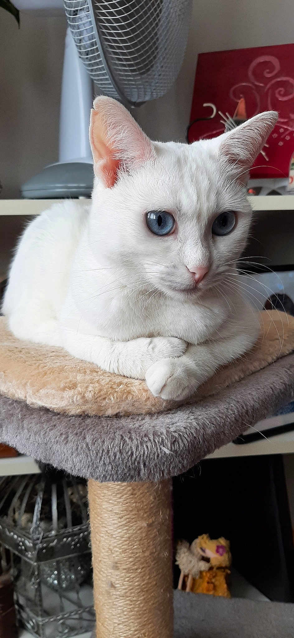 émeraude