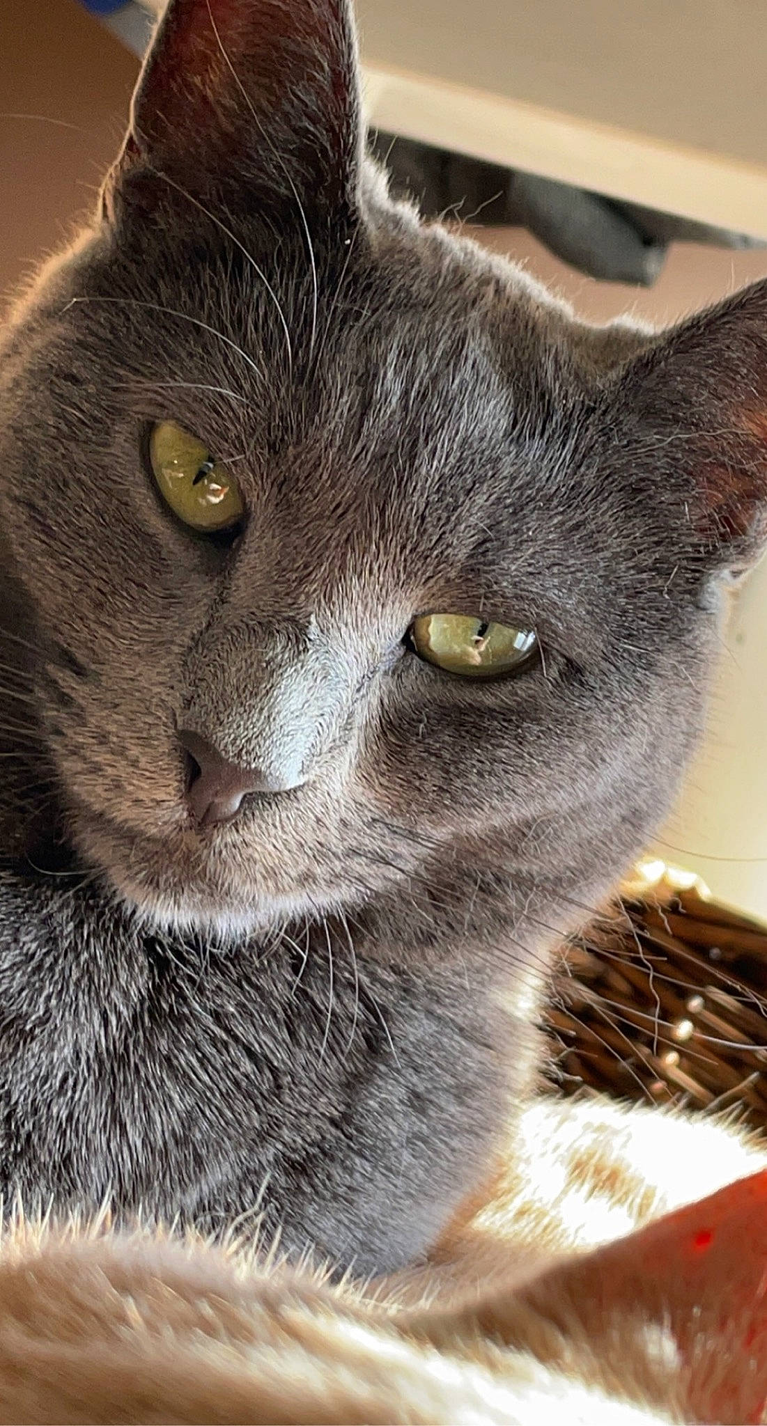 Tippy is registered to the contest to win money with this photo: black_cat, british_shorthair, carnivore, cat, chartreux, close_up, curious, domestic_short_haired_cat, felidae, fur, iris, korat, nebelung, organism, small_to_medium_sized_cats, snout, terrestrial_animal, vertebrate, whiskers