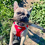 Alba a rejoint le concours — aidez-le/la à gagner de superbes lots ! dog, french_bulldog, puppy, stick, branch, red_harness, outdoor, garden, plants, greenery, sunlight, portrait, closeup, pet, animal, ears, wrinkled_face, standing, playful, funny