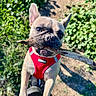 dog, french_bulldog, puppy, stick, branch, red_harness, outdoor, garden, plants, greenery, sunlight, portrait, closeup, pet, animal, ears, wrinkled_face, standing, playful, funny