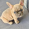 Alba participe au concours pour gagner de l'argent avec cette photo : dog, puppy, french_bulldog, pet, animal, sitting, portrait, close_up, large_ears, wrinkled_face, short_snout, brown_fur, blue_eyes, looking_at_camera, indoors, gray_background, mesh, cute, companion_animal, photography