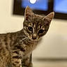 animal, blurred_background, cat, close_up, curious, cute, ears, eyes, feline, fur, indoor, kitten, pet, photography, portrait, sitting, soft_lighting, striped_fur, tabby, whiskers