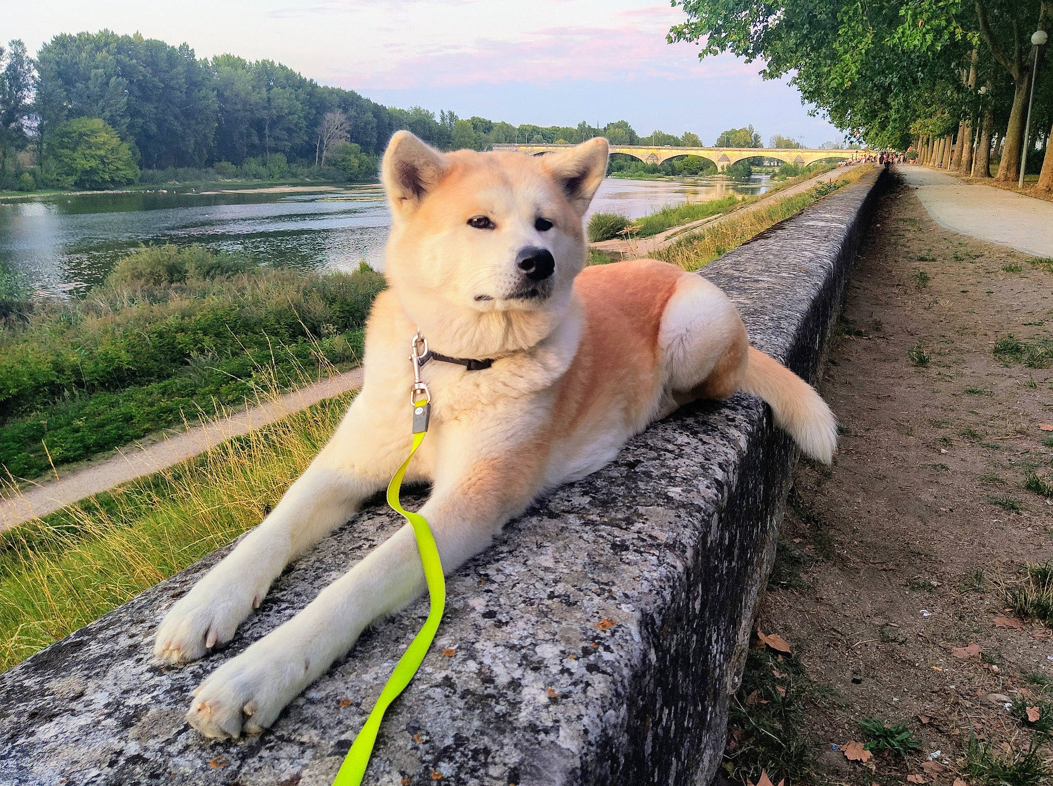 Akira a rejoint le concours — aidez-le/la à gagner de superbes lots ! bank, canidae, carnivore, collar, companion_dog, dog, dog_breed, dog_collar, dog_supply, fluvial_landforms_of_streams, leash, mammal, pet_supply, reservoir, riparian_zone, snout, sporting_group, tail, wetland, working_animal