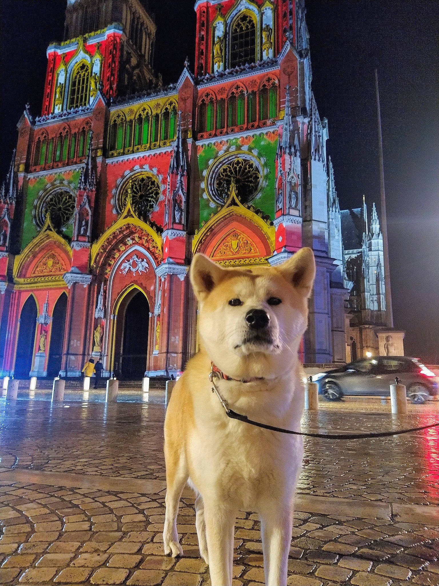 Akira a rejoint le concours — aidez-le/la à gagner de superbes lots ! arch, canidae, carnivore, cobblestone, collar, companion_dog, dog, dog_breed, dog_collar, dog_supply, fawn, landmark, midnight, non_sporting_group, pet_supply, snout, sporting_group, tourist_attraction, toy_dog, working_animal