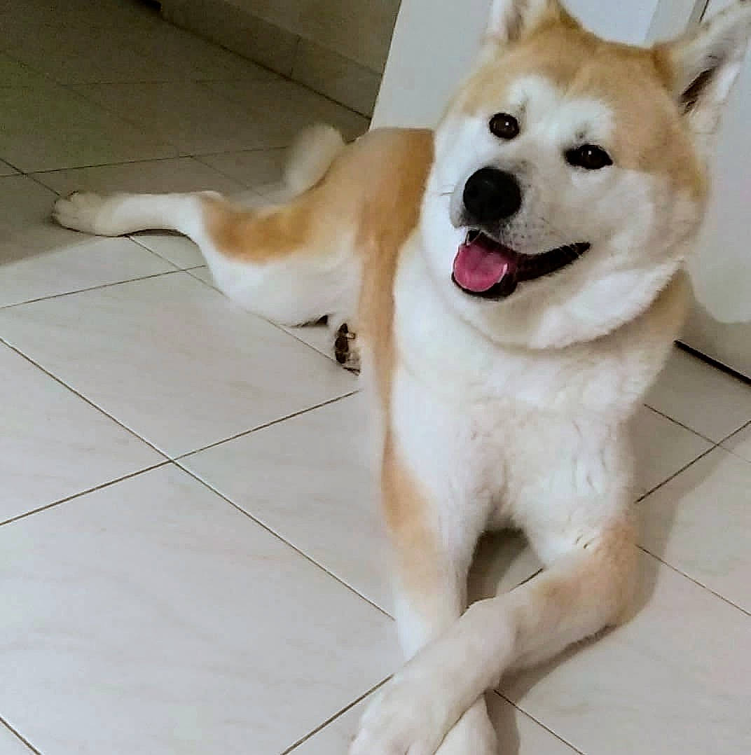 Akira participe au concours pour gagner de l'argent avec cette photo : canidae, carnivore, collar, companion_dog, dog, dog_breed, dog_collar, dog_supply, floor, flooring, foot, fur, pet_supply, snout, sporting_group, tail, tile, tile_flooring, tongue, working_animal