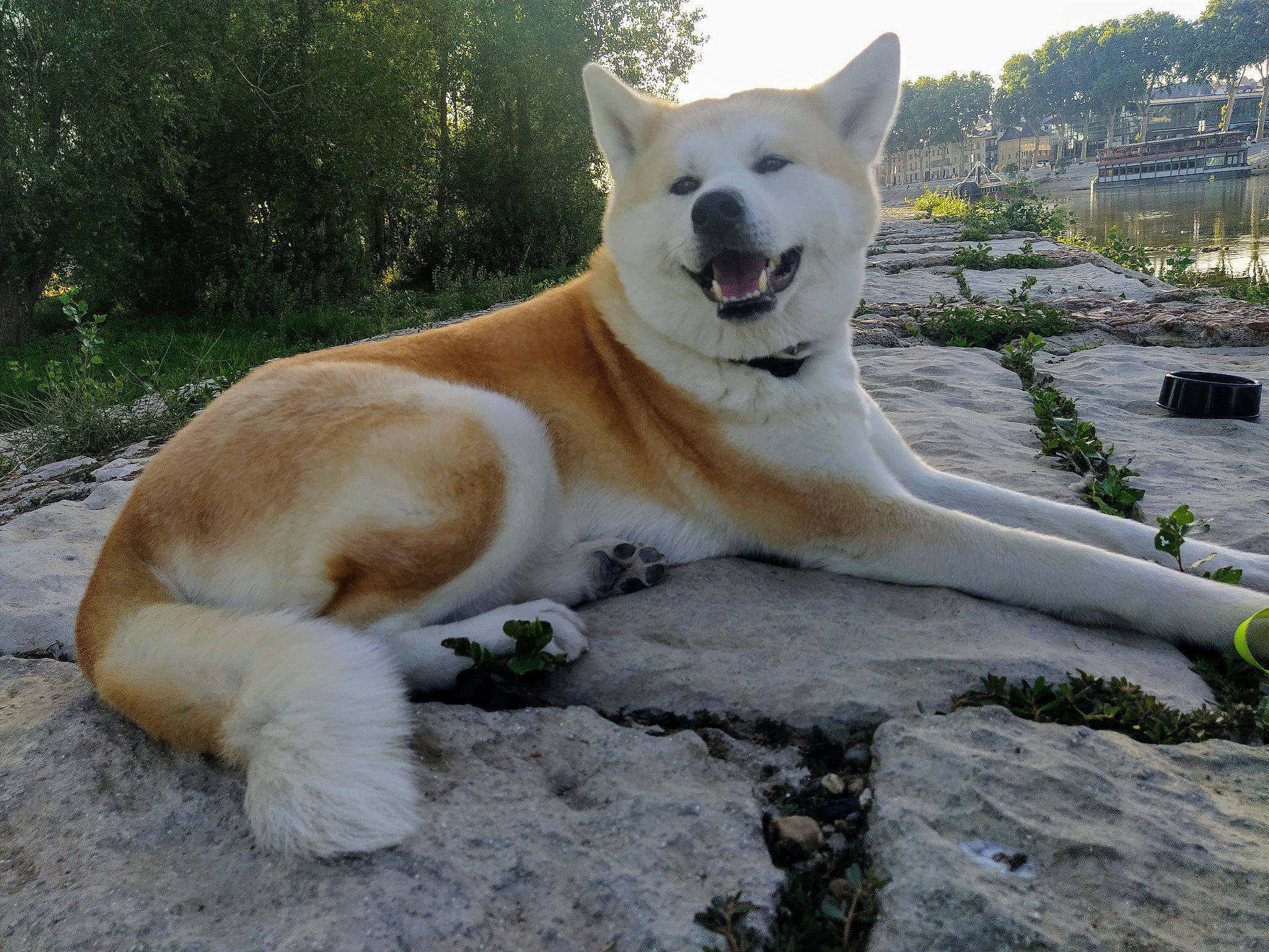Akira a rejoint le concours — aidez-le/la à gagner de superbes lots ! canidae, carnivore, collar, companion_dog, dog, dog_breed, fawn, jaw, snout, sporting_group, terrestrial_animal