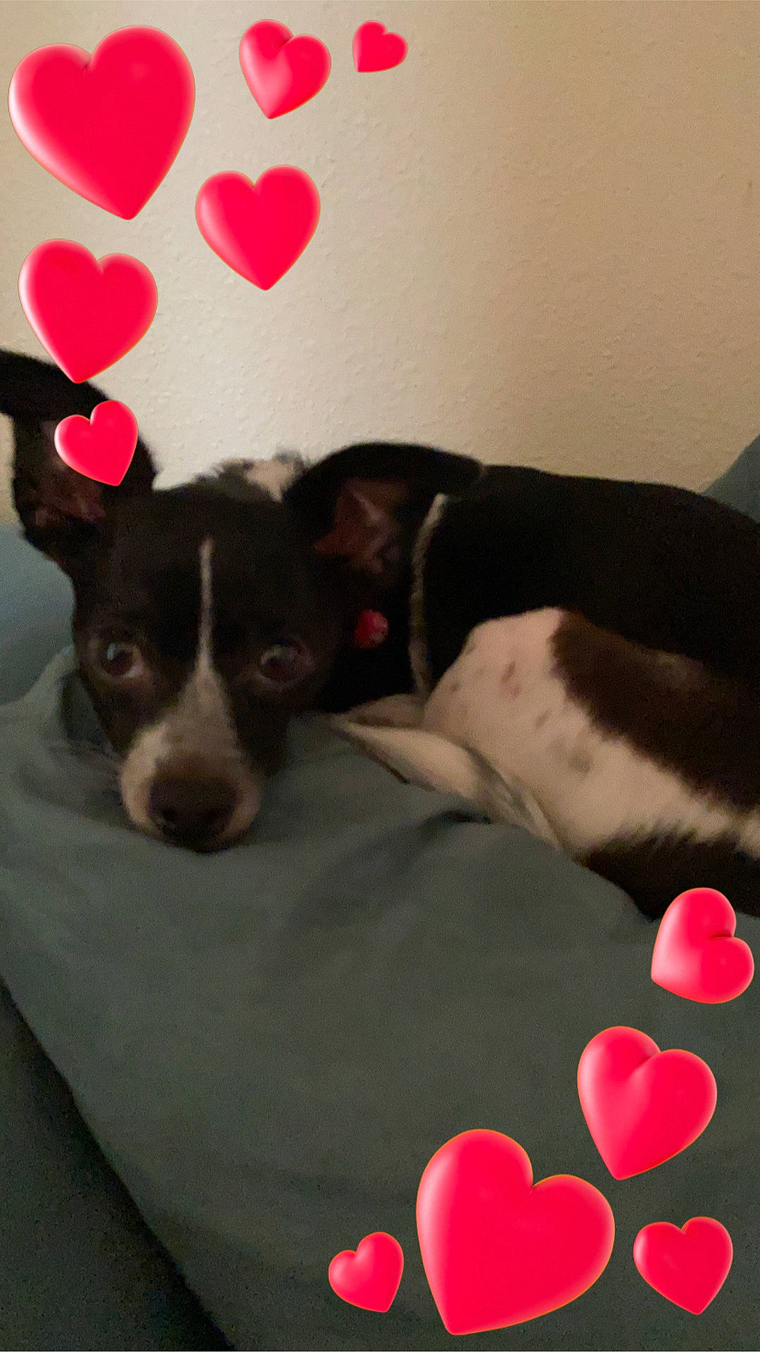 Oreo joined the competition — help win amazing prizes! art, balloon, bed, carmine, carnivore, comfort, companion_dog, couch, dog, dog_breed, dog_supply, fur, linens, magenta, pattern, petal, pillow, pink, studio_couch, working_animal