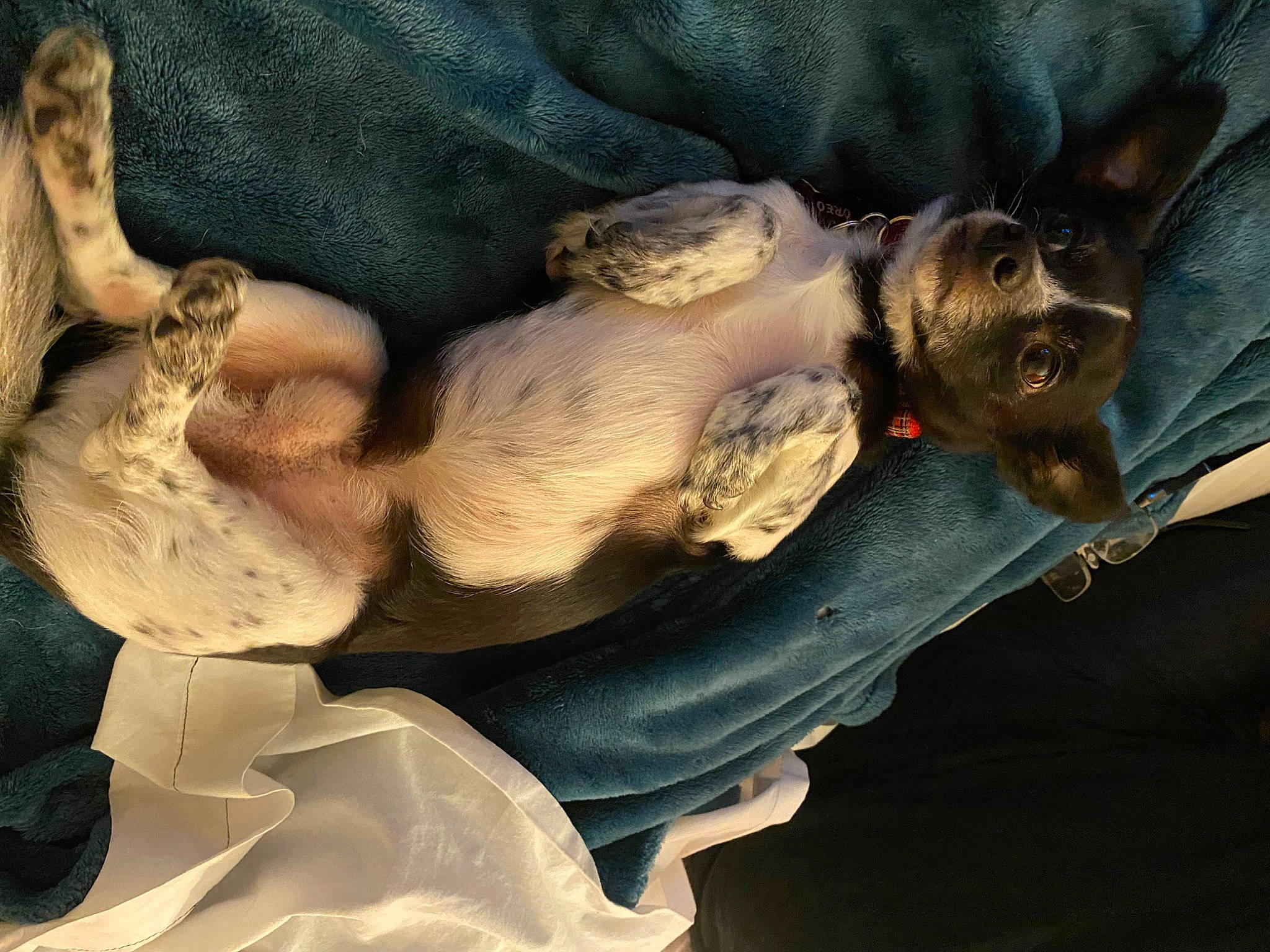 Oreo joined the competition — help win amazing prizes! abdomen, art, chest, comfort, companion_dog, dog_breed, fawn, felidae, fur, guard_dog, metal, mythology, sculpture, sitting, tree, trunk, visual_arts, whiskers, wing, wood