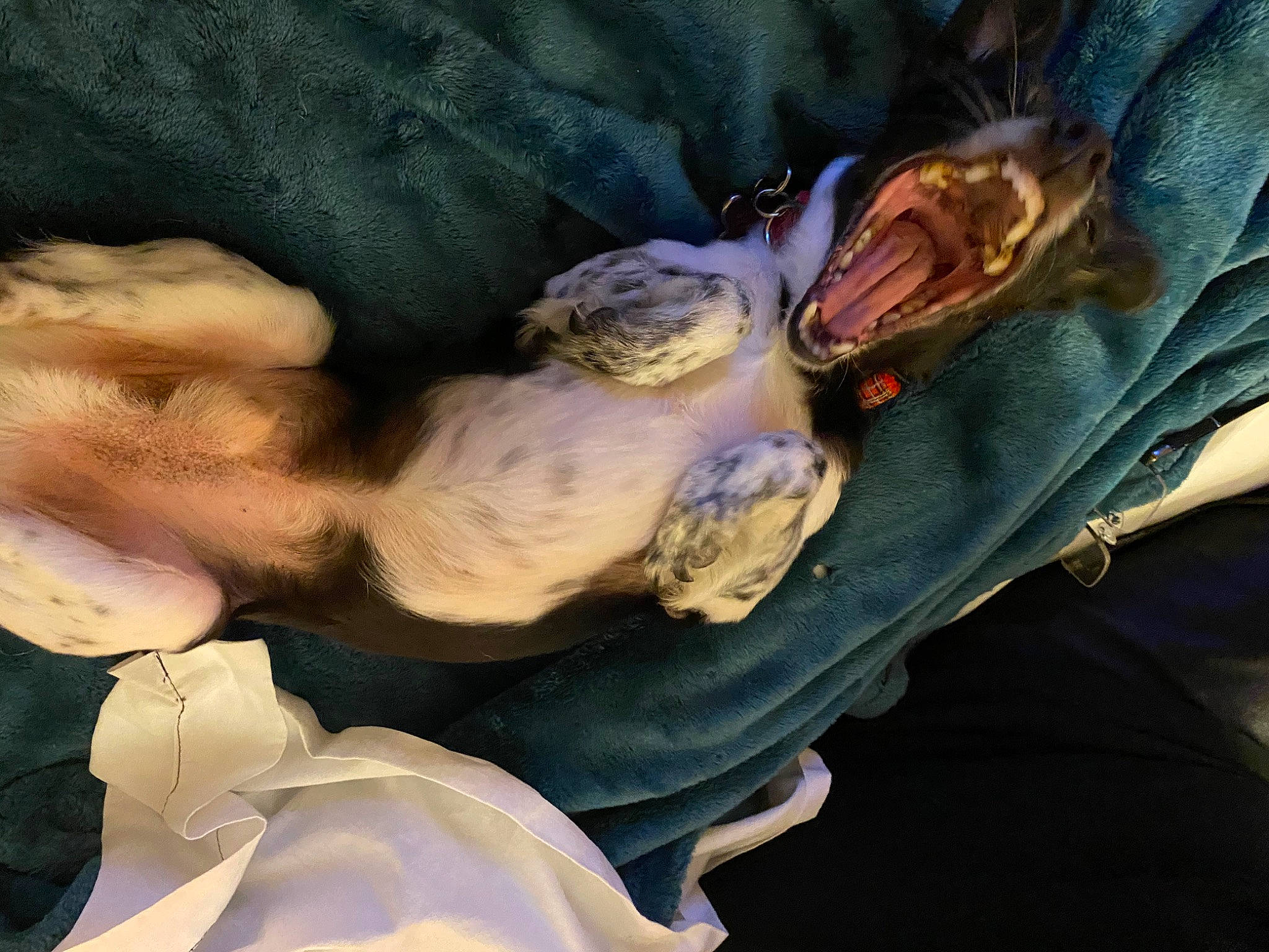 Oreo is registered to the contest to win money with this photo: bed, canidae, carnivore, comfort, companion_dog, dog, dog_breed, fur, gesture, human_leg, lap, linens, nap, paw, personal_protective_equipment, sitting, sleep, sporting_group, thigh, toy_dog