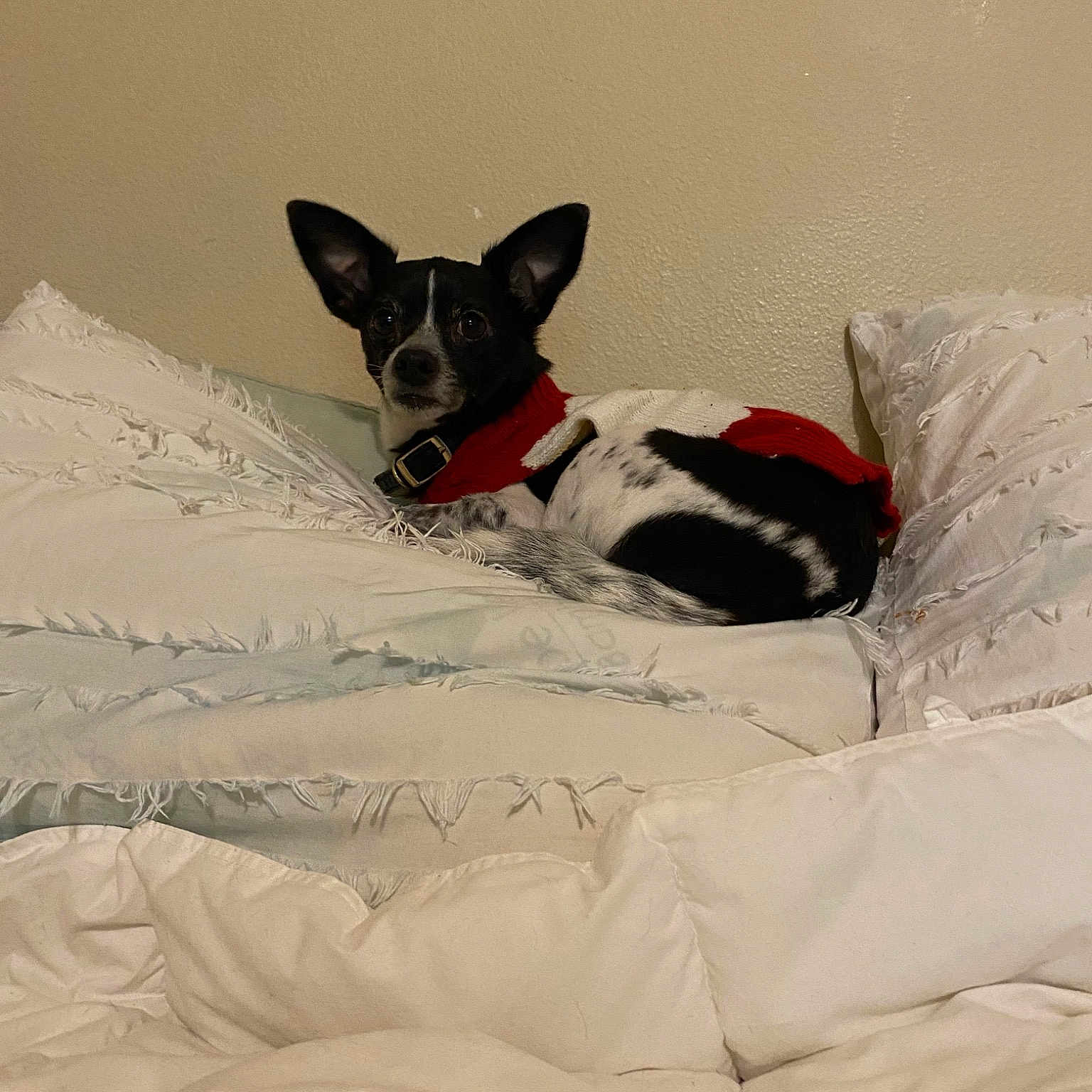 Oreo