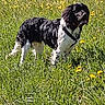 Sniper participe au concours pour gagner de l'argent avec cette photo : dog, black_and_white, outdoor, grass, field, wildflowers, nature, pet, canine, sunlight, animal, standing, fur, collar, harvest, summer, greenery, muzzle, leisure, daytime