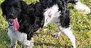 Sniper a rejoint le concours — aidez-le/la à gagner de superbes lots ! dog, black_and_white, tongue_out, grass, outdoor, sunlight, pet, animal, playful, happy, canine, nature, field, fur, mammal, summer, daylight, spot, legs, tail