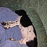 Sniper a rejoint le concours — aidez-le/la à gagner de superbes lots ! dog, sleeping, couch, blanket, indoor, resting, black_and_white, spotted, pet, animal, cozy, furniture, relaxing, domestic, canine, laying_down, comfortable, nap, fur, living_room