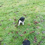 Sniper participe au concours pour gagner de l'argent avec cette photo : puppy, grass, outdoor, leaf, black_and_white, dog, animal, nature, field, young, pet, cute, small, playing, fall, green, fur, adorable, canine, park