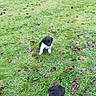 puppy, grass, outdoor, leaf, black_and_white, dog, animal, nature, field, young, pet, cute, small, playing, fall, green, fur, adorable, canine, park