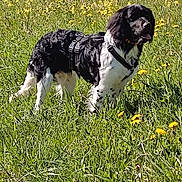 Sniper a rejoint le concours — aidez-le/la à gagner de superbes lots ! animal, black_and_white, canine, daylight, dog, field, flora, grass, harness, leisure, mammal, nature, outdoor, pet, scenery, standing, summer, sunlight, vibrant, yellow_flowers