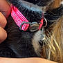Mittens joined the competition — help win amazing prizes! animal, black_and_white, blonde_hair, cat, close_up, collar, curious, cute, domestic, fur, hand, holding, indoor, kitten, name_tag, pet, pink_collar, soft_fur, whiskers, young