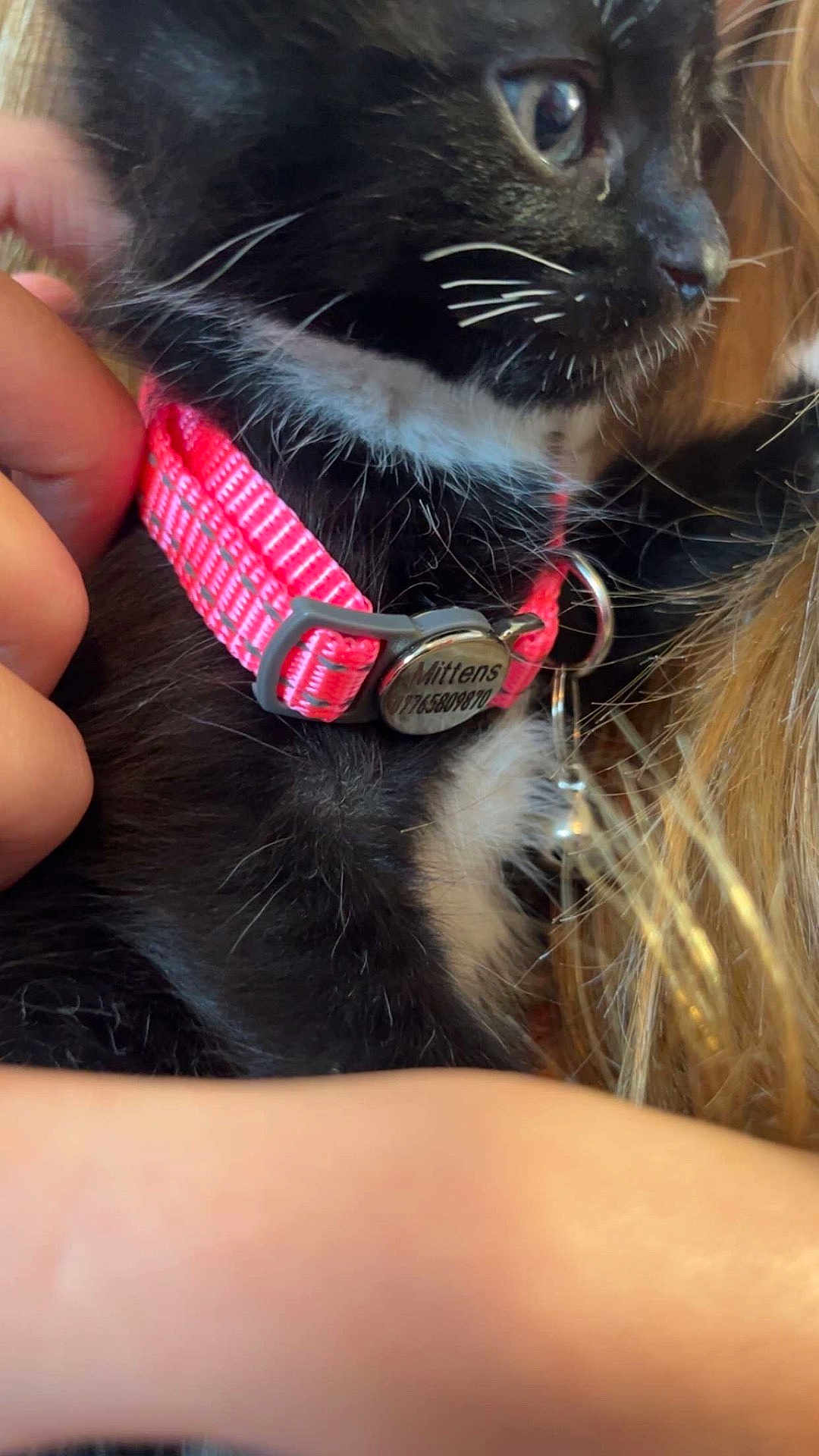 Mittens joined the competition — help win amazing prizes! animal, black_and_white, blonde_hair, cat, close_up, collar, curious, cute, domestic, fur, hand, holding, indoor, kitten, name_tag, pet, pink_collar, soft_fur, whiskers, young