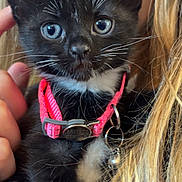 Mittens is registered to the contest to win money with this photo: animal, black_and_white, blonde_hair, blue_eyes, cat, close_up, collar, cute, domestic_animal, face, feline, hand, indoor, kitten, person, pet, pink_collar, portrait, whiskers, young_animal