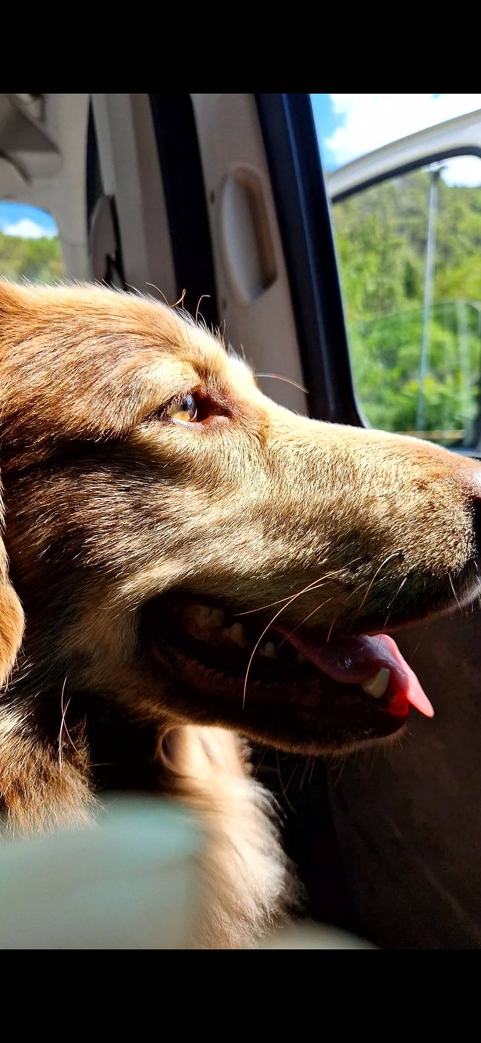 Patouche participe au concours pour gagner de l'argent avec cette photo : canidae, carnivore, collar, companion_dog, dog, dog_breed, dog_collar, fawn, fur, liver, paw, photography, snout, sporting_group, terrestrial_animal, tree, whiskers, wildlife, working_animal, working_dog
