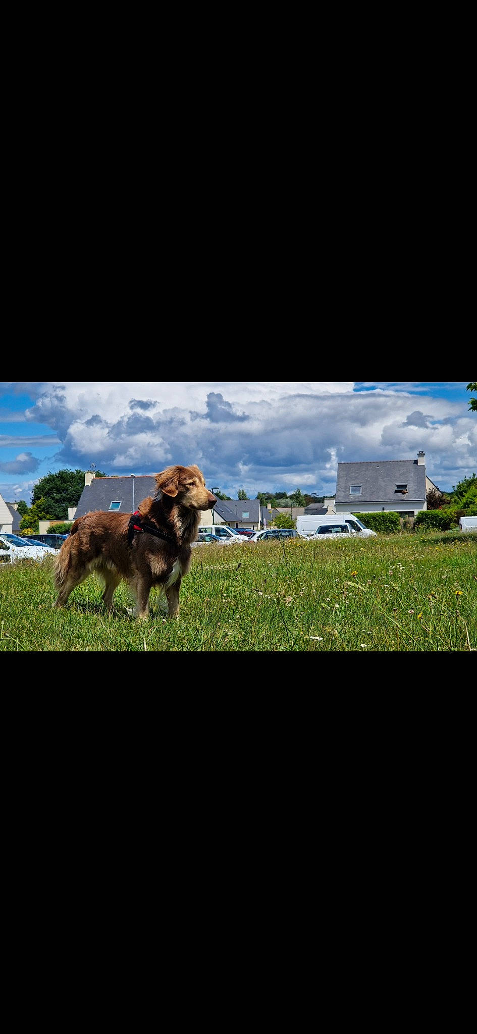 Patouche a rejoint le concours — aidez-le/la à gagner de superbes lots ! building, canidae, carnivore, cloud, companion_dog, cumulus, dog, dog_breed, field, grass, grassland, horizon, house, landscape, pasture, plant, sky, sporting_group, tail, tree