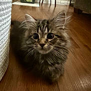 Toby is registered to the contest to win money with this photo: kitten, cat, tabby, indoor, wood_floor, furniture, curious, fluffy, pet, animal, whiskers, ears, young, crouching, closeup, domestic, cute, soft, brown, texture