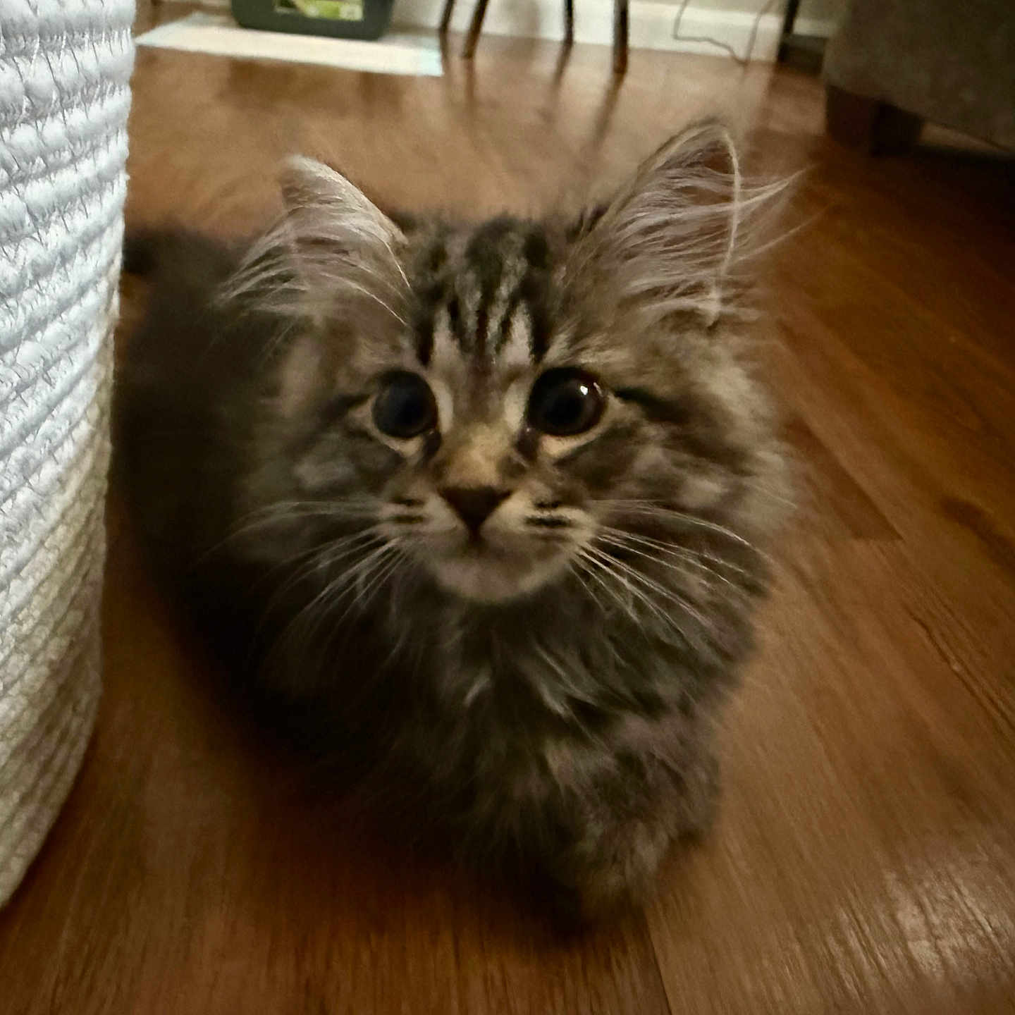 Toby is registered to the contest to win money with this photo: animal, brown, cat, closeup, crouching, curious, cute, domestic, ears, fluffy, furniture, indoor, kitten, pet, soft, tabby, texture, whiskers, wood_floor, young