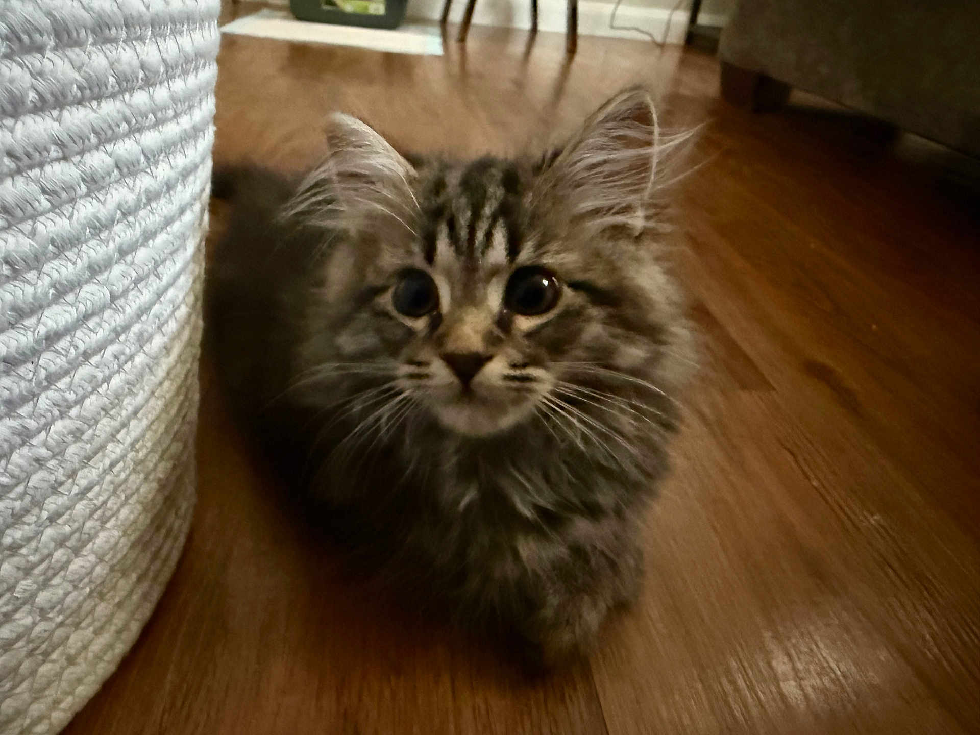 Toby