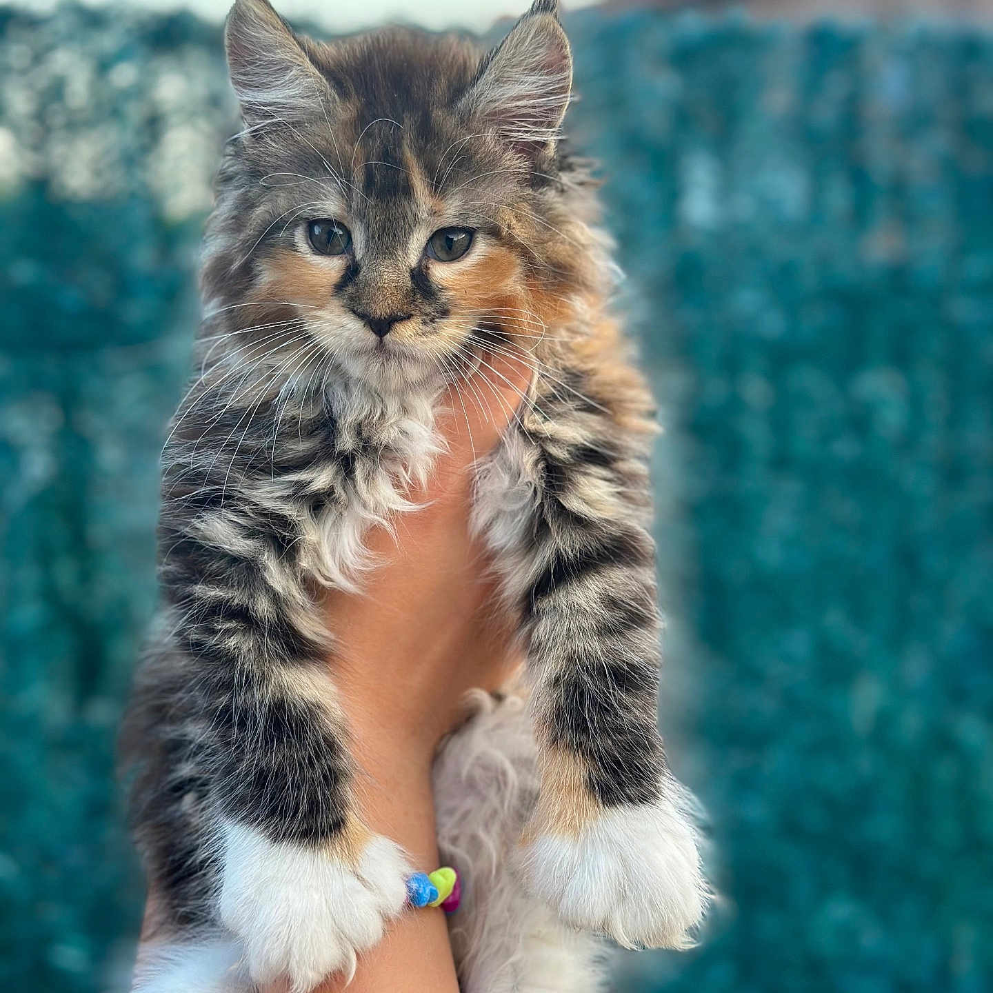 Ange a rejoint le concours — aidez-le/la à gagner de superbes lots ! adorable, animal, bracelet, cat, cute, feline, fluffy, fur, greenery, hand, holding, kitten, looking, mammal, outdoor, paw, pet, portrait, whiskers, young