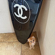 Munch is registered to the contest to win money with this photo: cat, kitten, orange_cat, pet, animal, feline, sitting, wide_eyes, indoors, mirror, reflection, floor, tile, corner, wall, furniture, home, portrait, cute, fluffy