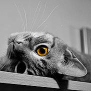 Jago is registered to the contest to win money with this photo: animal, black_and_white, cat, close_up, curious, eye_focus, feline, golden_eye, head, indoor, lying_down, macro, pet, playful, portrait, relaxed, striped, texture, whiskers, wooden_surface