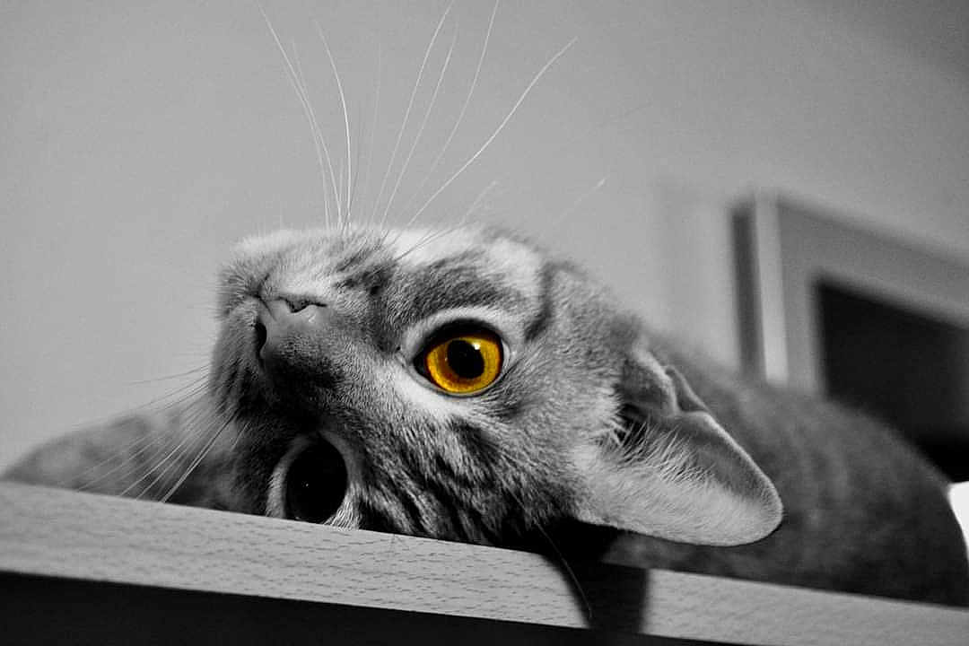 Jago is registered to the contest to win money with this photo: animal, black_and_white, cat, close_up, curious, eye_focus, feline, golden_eye, head, indoor, lying_down, macro, pet, playful, portrait, relaxed, striped, texture, whiskers, wooden_surface