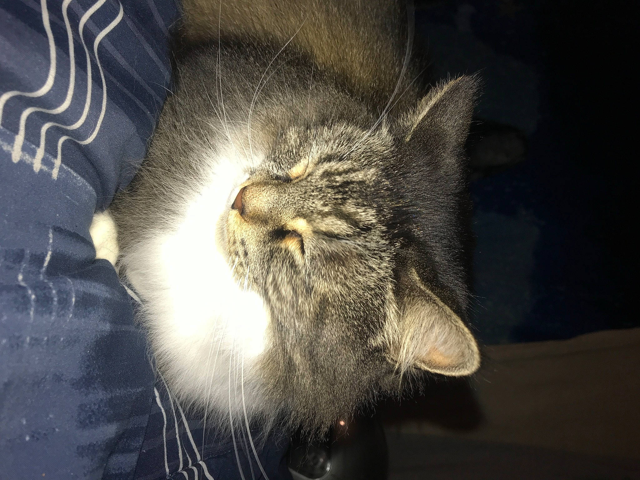 Brody joined the competition — help win amazing prizes! beard, black_cat, carnivore, cat, claw, darkness, domestic_short_haired_cat, ear, facial_hair, felidae, fur, grey, moustache, nap, paw, small_to_medium_sized_cats, snout, tail, whiskers, wildlife