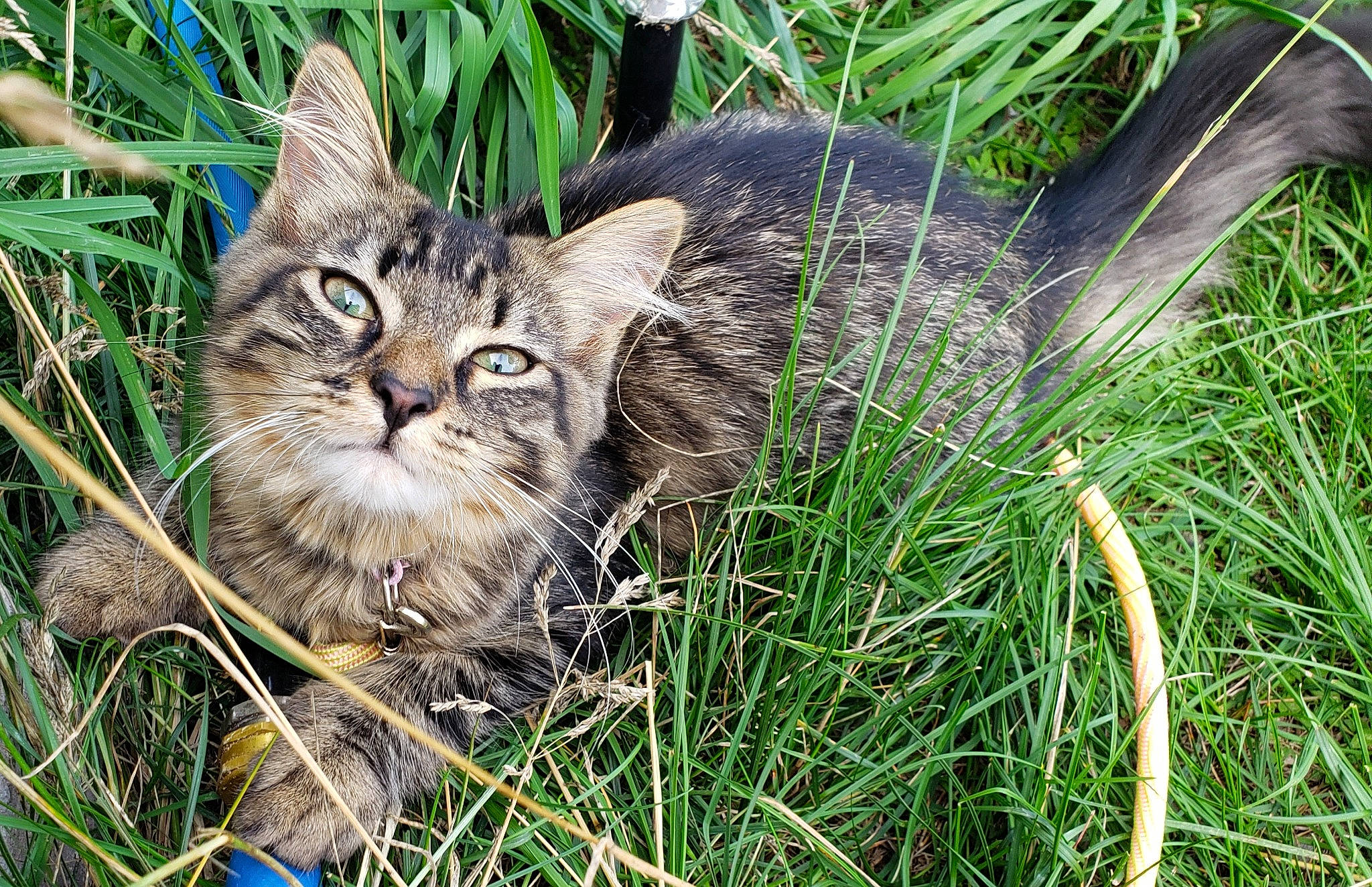 Cuddles joined the competition — help win amazing prizes! carnivore, cat, domestic_short_haired_cat, fawn, felidae, fur, grass, grass_family, groundcover, herb, lynx, plant, poales, small_to_medium_sized_cats, snout, tail, terrestrial_animal, whiskers, wildlife