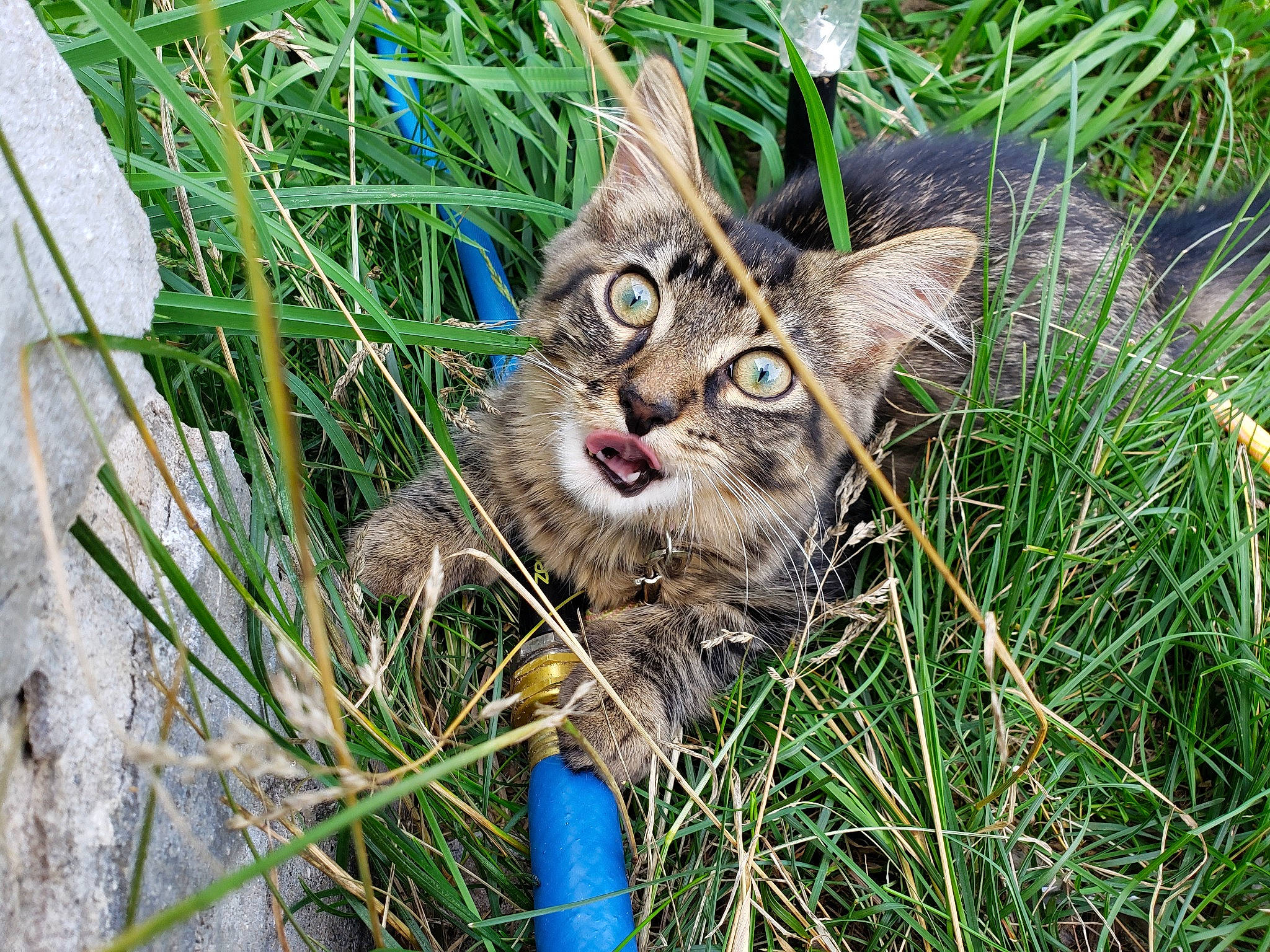 Cuddles is registered to the contest to win money with this photo: carnivore, cat, domestic_short_haired_cat, fawn, felidae, fur, grass, grass_family, groundcover, plant, poales, small_to_medium_sized_cats, snout, tail, terrestrial_animal, terrestrial_plant, twig, whiskers, wildlife