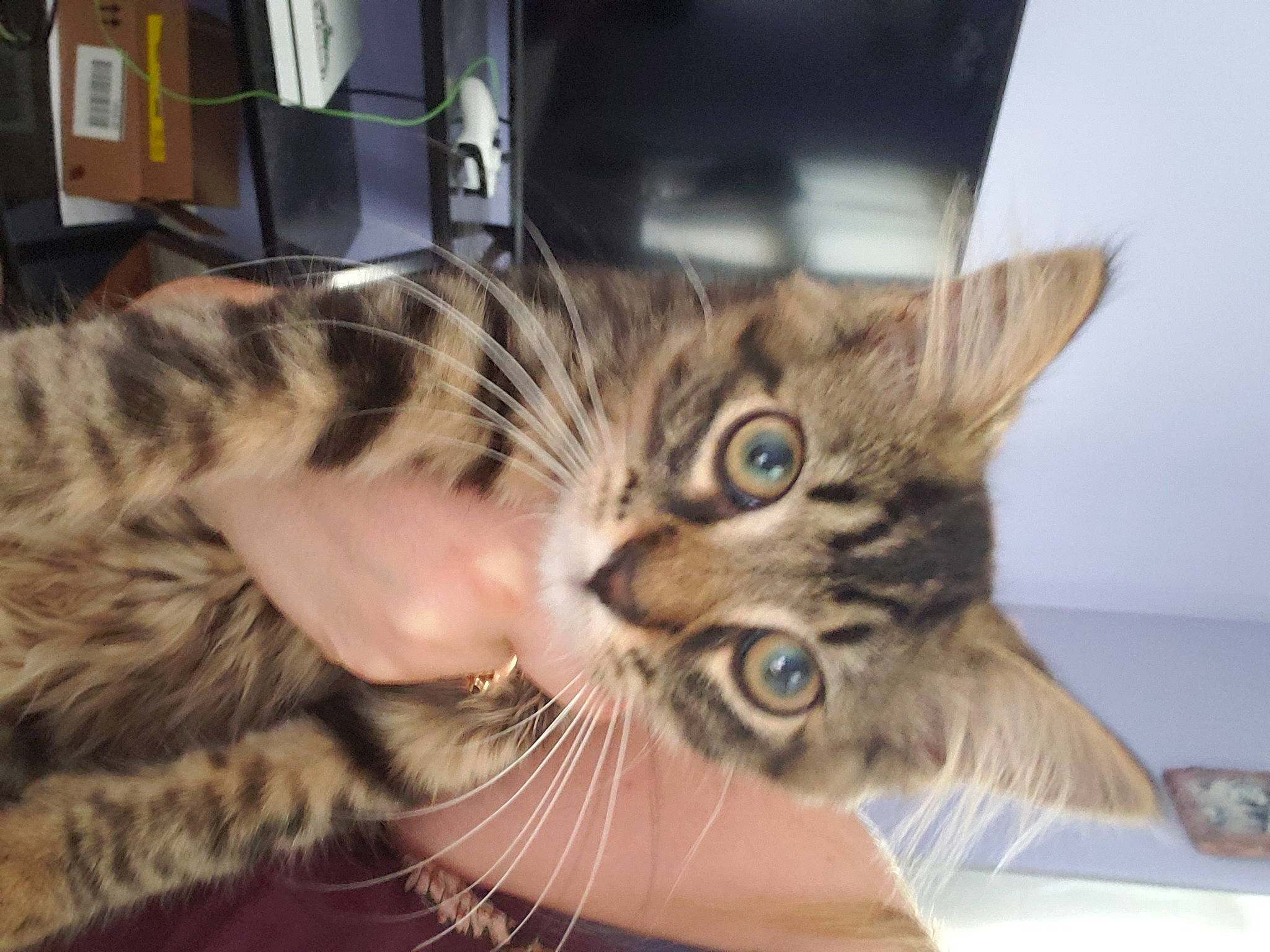 Cuddles joined the competition — help win amazing prizes! carnivore, cat, claw, comfort, domestic_short_haired_cat, ear, felidae, fur, gesture, paw, small_to_medium_sized_cats, snout, whiskers, wildlife