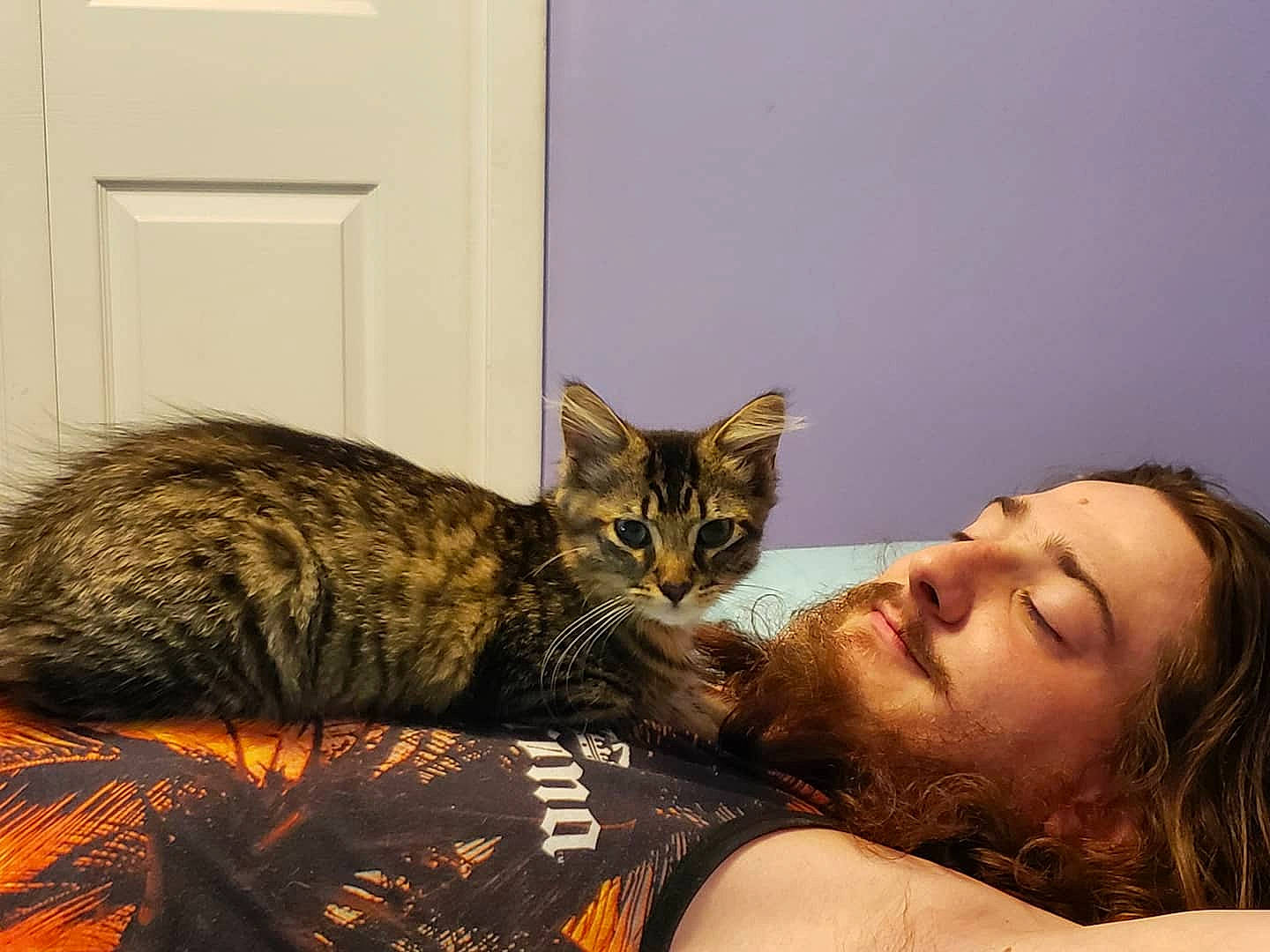 Cuddles joined the competition — help win amazing prizes! beard, carnivore, cat, comfort, couch, domestic_short_haired_cat, door, ear, fawn, felidae, fur, gesture, happy, mammal, small_to_medium_sized_cats, smile, snout, tail, tree, whiskers