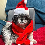 Gypsy participe au concours pour gagner de l'argent avec cette photo : dog, santa_hat, red_scarf, blanket, blue_quilt, furniture, indoor, cute, pet, holiday, christmas, festive, fur, small_dog, cozy, portrait, animal, companion, relaxed, decor