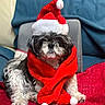 dog, santa_hat, red_scarf, blanket, blue_quilt, furniture, indoor, cute, pet, holiday, christmas, festive, fur, small_dog, cozy, portrait, animal, companion, relaxed, decor