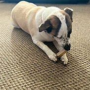 Skye is registered to the contest to win money with this photo: dog, chewing, bone, carpet, indoor, pet, animal, white, brown, speckled, fur, paw, lying_down, focused, collar, muzzle, snout, domestic, cute, relaxed