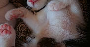 Charliemanx is registered to the contest to win money with this photo: adorable, animal, black_and_white, blanket, cat, close_up, cozy, cute, fur, indoor, kitten, patterned, paw, pet, pink_nose, relaxed, resting, sleeping, soft_light, whiskers