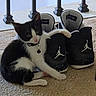 Charliemanx joined the competition — help win amazing prizes! air_jordan, animal, black_and_white, carpet, cat, collar, cozy, cuddling, curious, feline, floor, footwear, indoor, kitten, paw, pet, playful, resting, shoes, sneakers