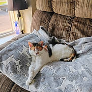 Sassy is registered to the contest to win money with this photo: cat, calico, blanket, reindeer_pattern, chair, cushion, window, lamp, relaxation, indoor, pet, feline, fur, resting, cozy, daylight, home, comfort, animal, sleepy