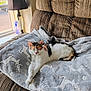 cat, calico, blanket, reindeer_pattern, chair, cushion, window, lamp, relaxation, indoor, pet, feline, fur, resting, cozy, daylight, home, comfort, animal, sleepy