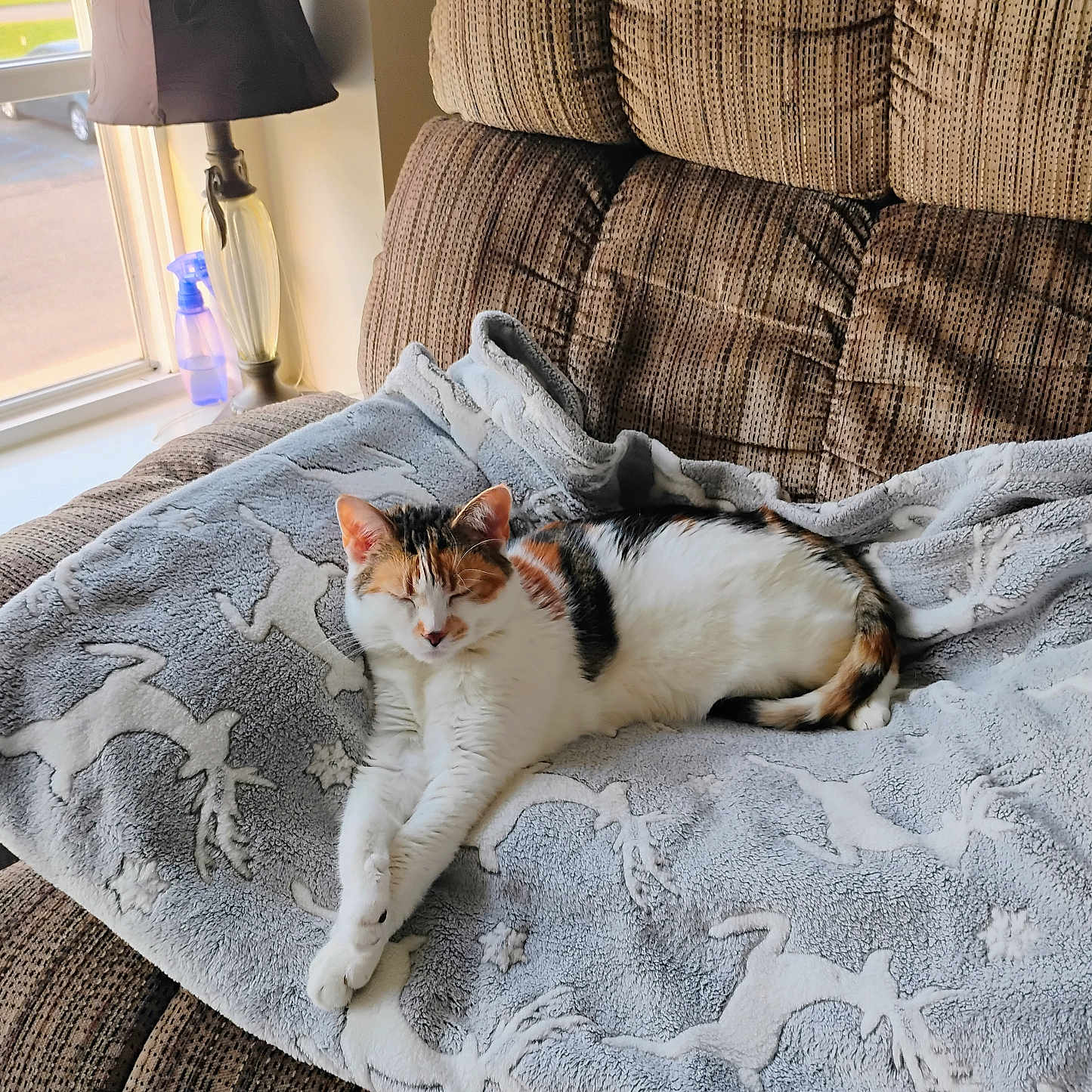 Sassy is registered to the contest to win money with this photo: animal, blanket, calico, cat, chair, comfort, cozy, cushion, daylight, feline, fur, home, indoor, lamp, pet, reindeer_pattern, relaxation, resting, sleepy, window