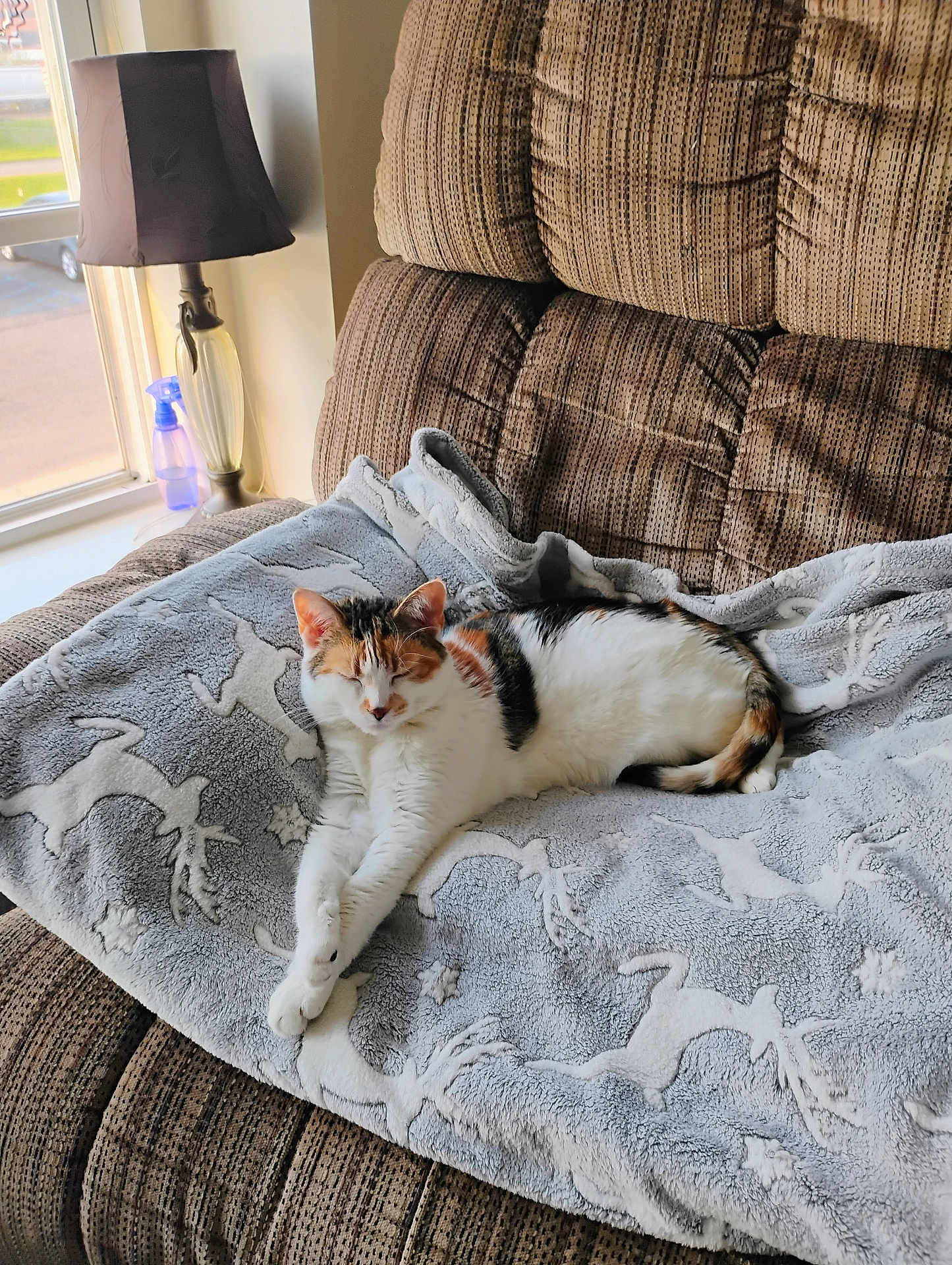 Sassy is registered to the contest to win money with this photo: cat, calico, blanket, reindeer_pattern, chair, cushion, window, lamp, relaxation, indoor, pet, feline, fur, resting, cozy, daylight, home, comfort, animal, sleepy
