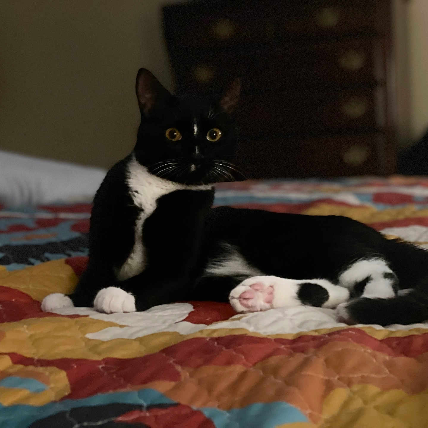 Vicious is registered to the contest to win money with this photo: animal, bed, black_and_white_cat, cat, cozy, domestic_cat, ears, feline, fur, furniture, indoor, lying_down, paw, pet, pink_paw, quilt, relaxed, soft_light, whiskers, yellow_eyes