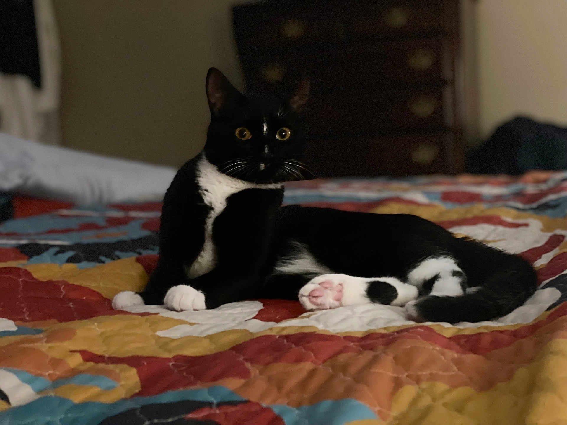 Vicious is registered to the contest to win money with this photo: cat, black_and_white_cat, pet, animal, indoor, bed, quilt, paw, pink_paw, feline, relaxed, lying_down, domestic_cat, fur, whiskers, ears, yellow_eyes, cozy, furniture, soft_light