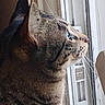 Lilo joined the competition — help win amazing prizes! animal, brown_fur, cat, close_up, curious, daylight, ears, feline, green_eyes, indoors, looking_outside, pet, photography, portrait, profile, relaxed, striped_fur, tabby_cat, whiskers, window