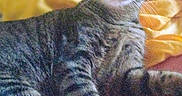 Lilo joined the competition — help win amazing prizes! animal, bed, bedding, bedroom, blanket, cat, cozy, ears, eyes, feline, home, indoor, pet, pillow, portrait, relaxed, sitting, striped_fur, tabby_cat, whiskers
